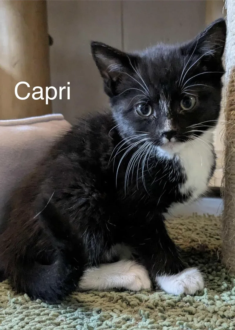 Mykonos  Capri  thumbnail 3