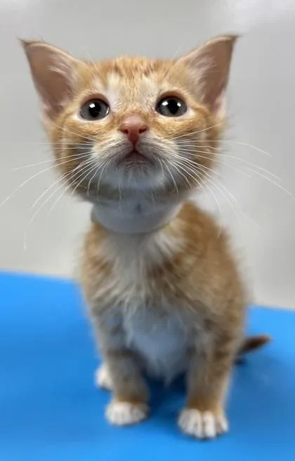 A baby small-sized female Domestic Short Hair cat named Puss in Boots for adoption in Cumming, GA