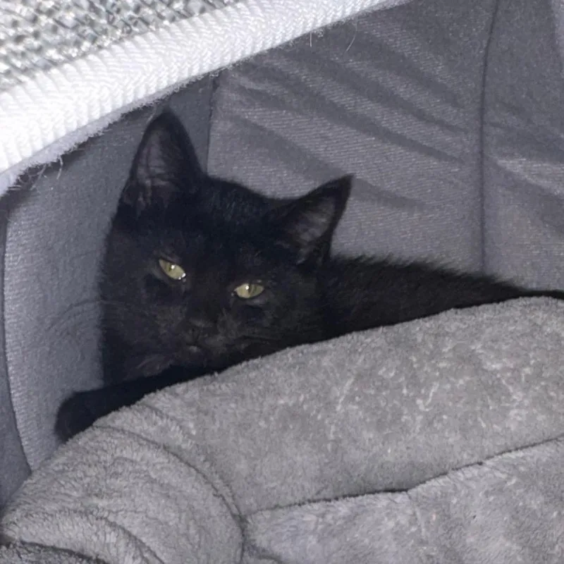 A baby small-sized male Black Domestic Short Hair cat named Frankie for adoption in Brockton, MA