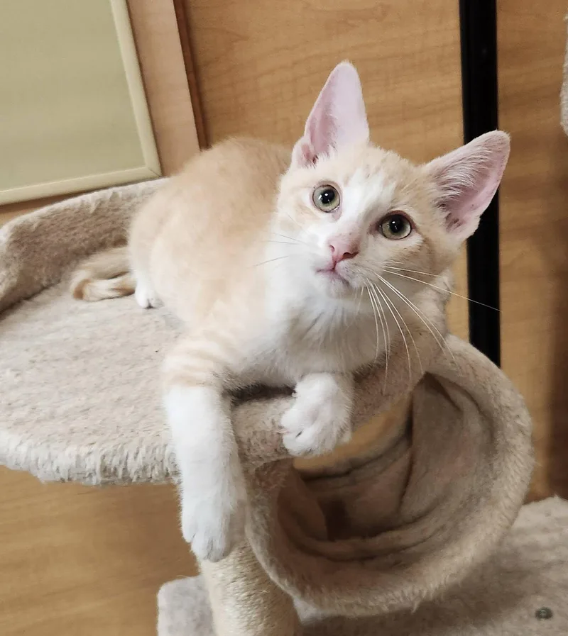 A baby medium-sized male Buff & White Domestic Short Hair cat named Axel bonded with Asher for adoption in Barrington Hills, IL