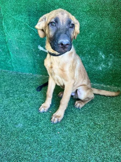 A baby small-sized male German Shepherd Dog dog named Hunter for adoption in Lancaster, CA