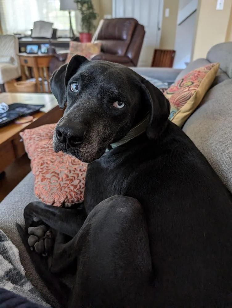 An adult medium-sized female Tricolor (Brown, Black, & White) German Shorthaired Pointer dog named Opal for adoption in Littleton, CO