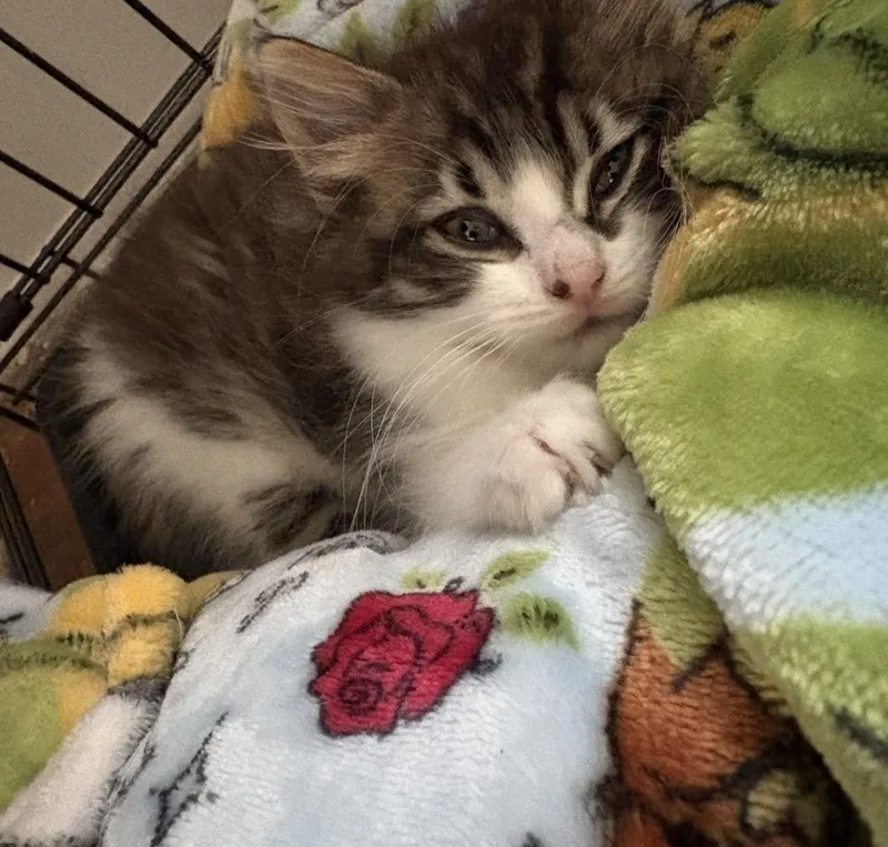 A baby medium-sized female Domestic Long Hair cat named Ellie for adoption in Clinton Township, MI