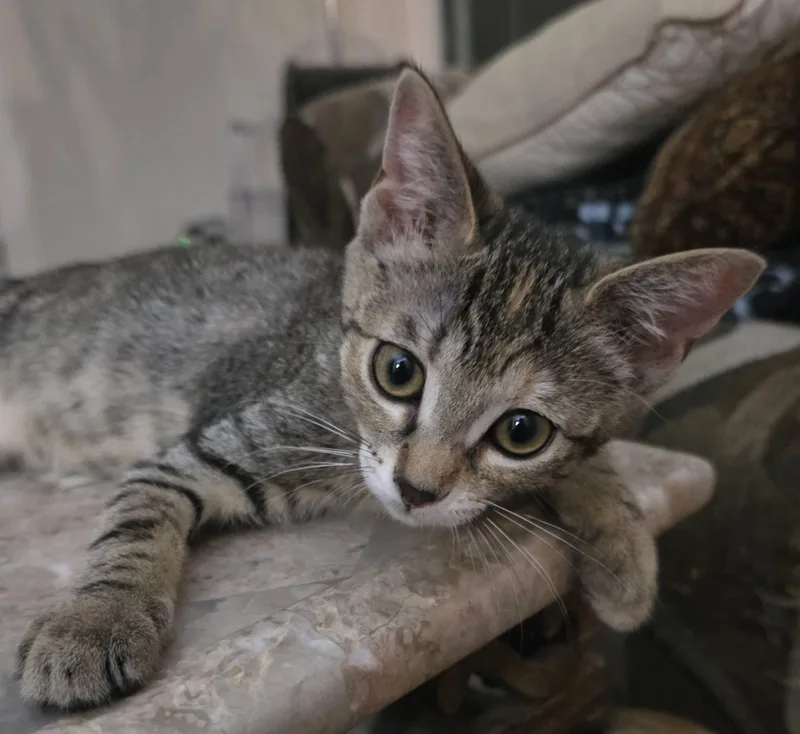 A baby medium-sized female Buff / Tan / Fawn Domestic Short Hair cat named Lily for adoption in Brentwood, CA