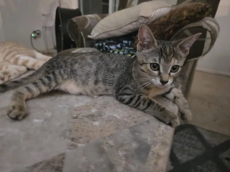 Lily thumbnail 2