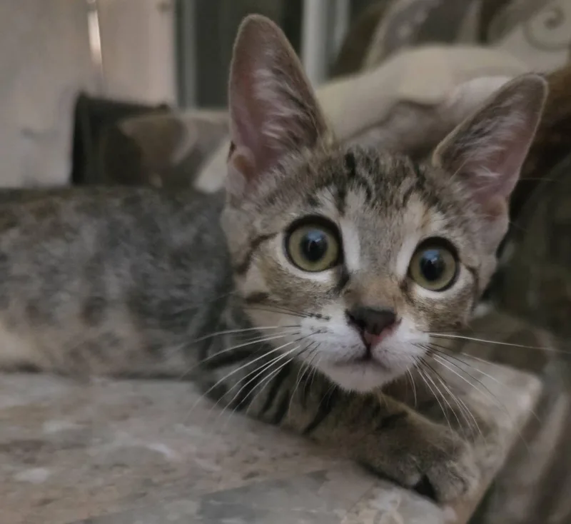 Lily thumbnail 3