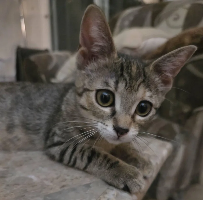 Lily thumbnail 5