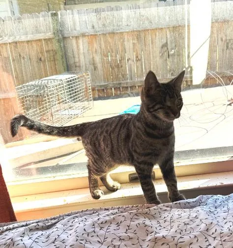 A young medium-sized male Domestic Short Hair cat named Baby for adoption in Parkville, MD