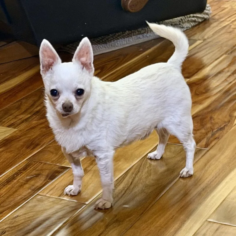 A senior small-sized male White / Cream Mixed Breed dog named Casper for adoption in Spokane, WA