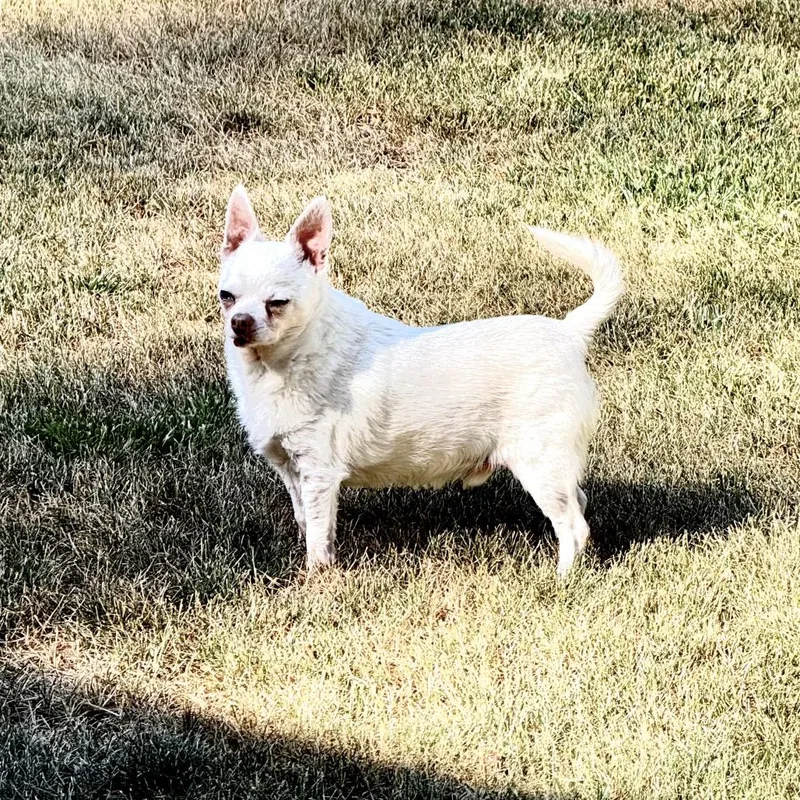Casper thumbnail 2