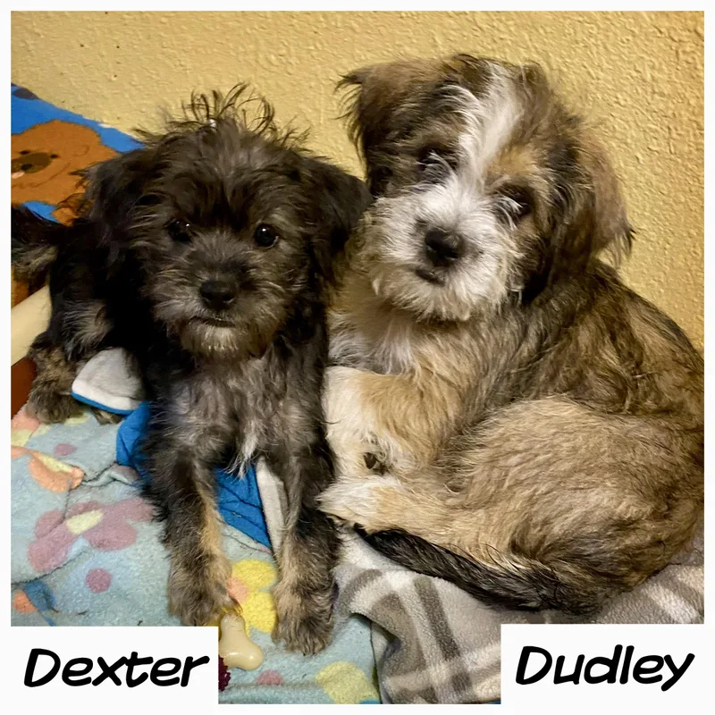 A baby small-sized male Brown / Chocolate Shih Tzu dog named Dudley for adoption in Edmond, OK