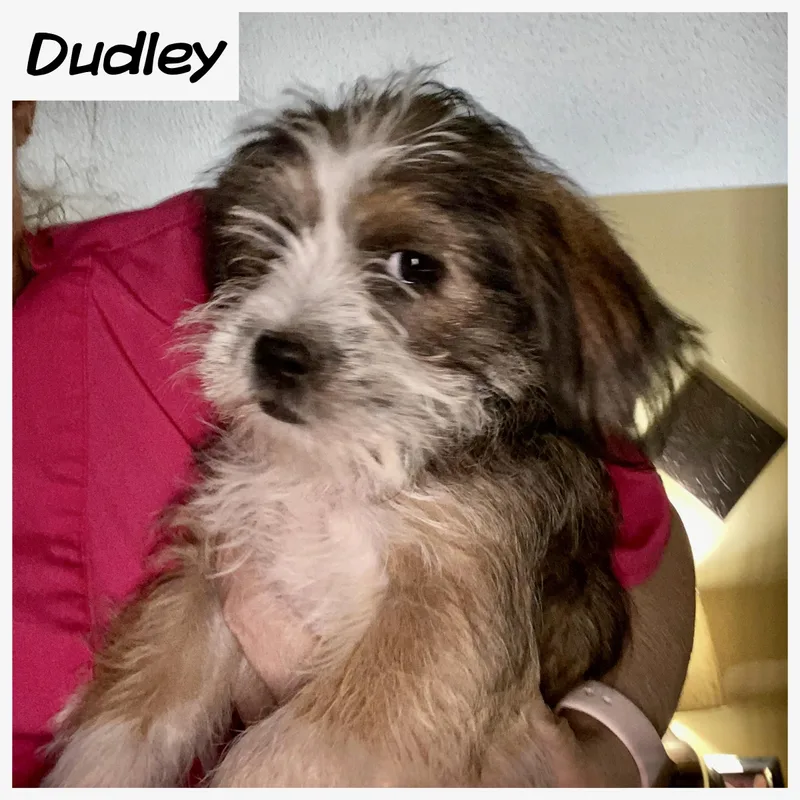 Dudley thumbnail 2