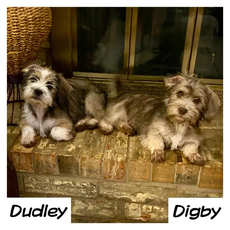 Dudley thumbnail 3