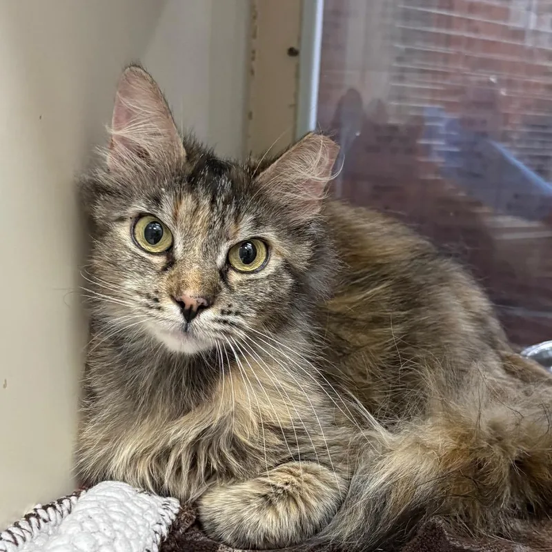 A young medium-sized female Torbie Domestic Long Hair cat named Wisteria for adoption in Kanab, UT
