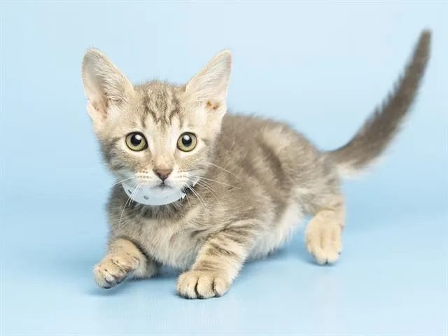 A baby small-sized male Domestic Short Hair cat named Chip for adoption in Phoenix, AZ