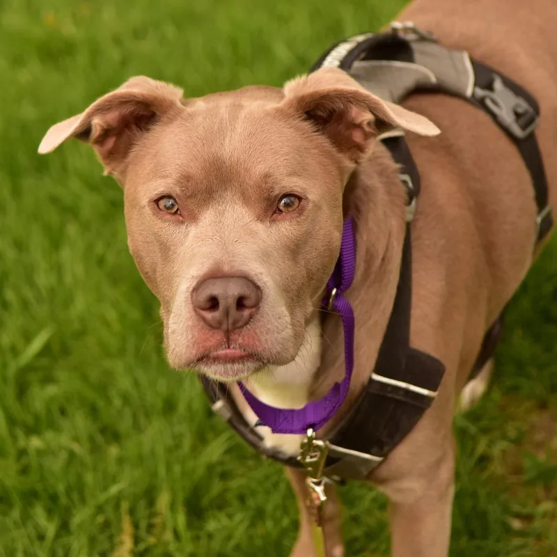 An adult large-sized male Yellow / Tan / Blond / Fawn Pit Bull Terrier dog named Zander for adoption in Owosso, MI