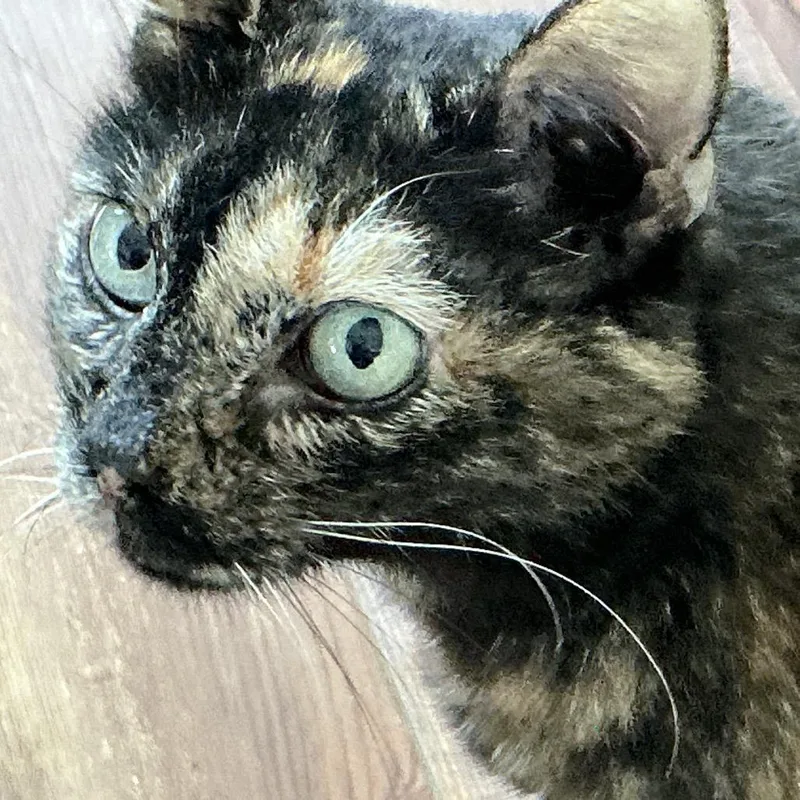 A senior small-sized female Domestic Short Hair cat named Callie for adoption in Midland, TX