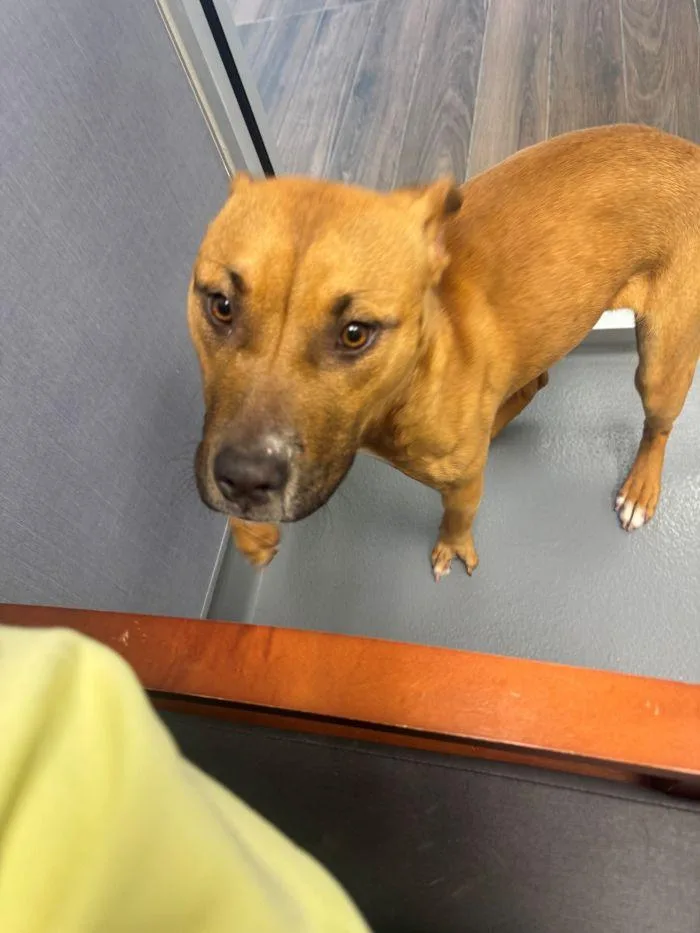 A young medium-sized female Terrier dog named Jolie for adoption in Hilton Head Island, SC