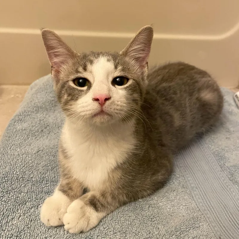 A baby small-sized male Domestic Short Hair cat named Boo Radley for adoption in State College, PA