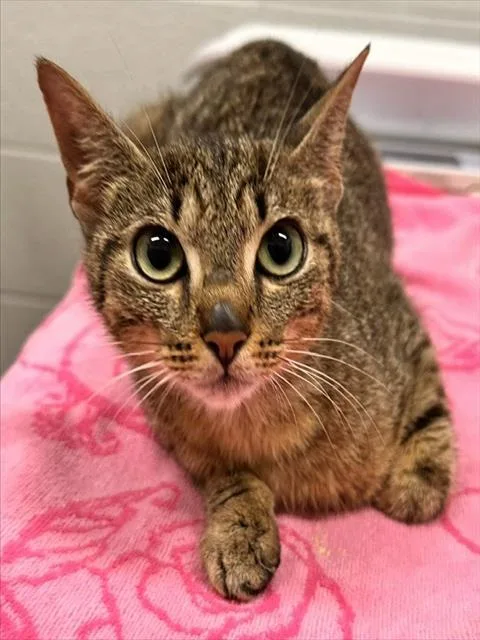 A young small-sized female Domestic Short Hair cat named Cornucopia for adoption in Derwood, MD