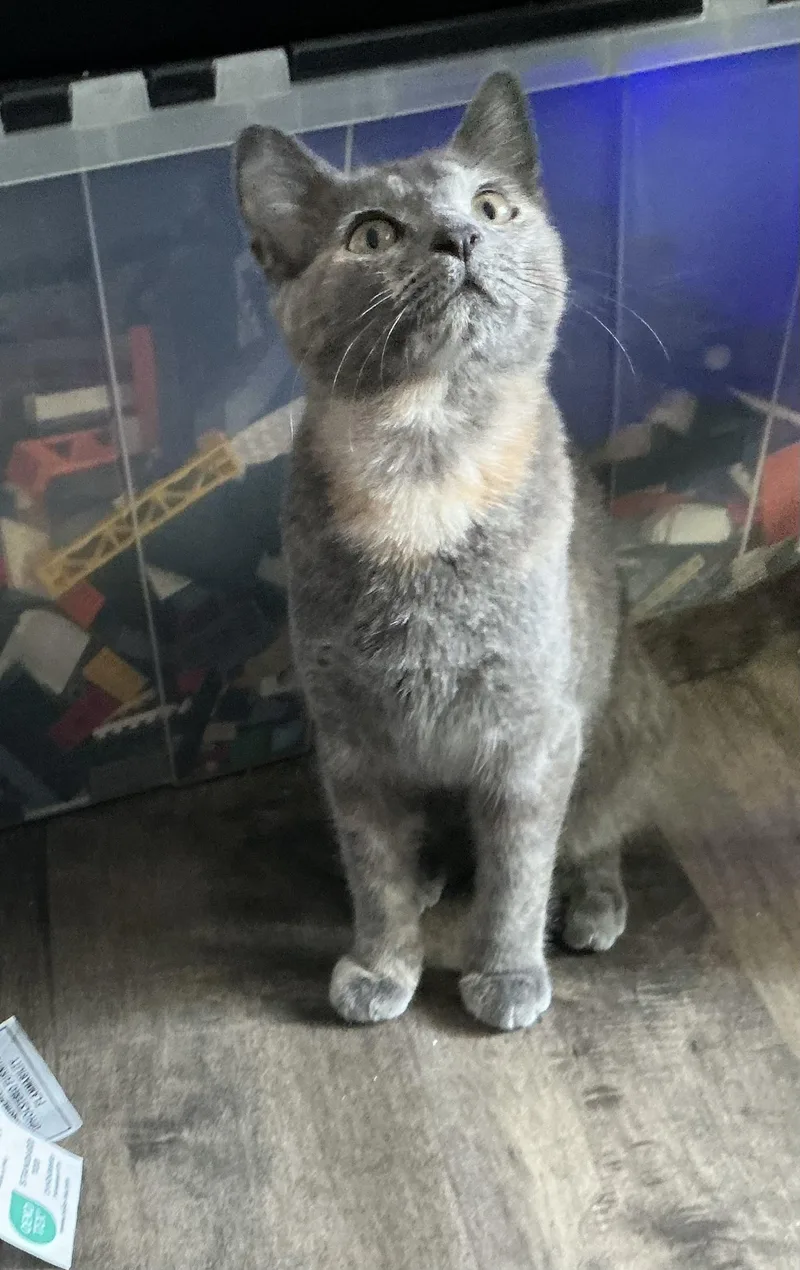 A baby medium-sized female Dilute Tortoiseshell cat named Sophia for adoption in Woodinville, WA