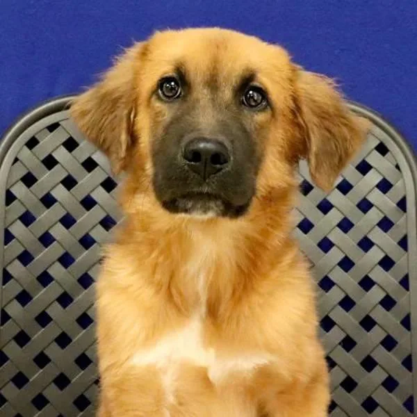 A baby extra large-sized male Saint Bernard dog named Dale for adoption in Midland, TX