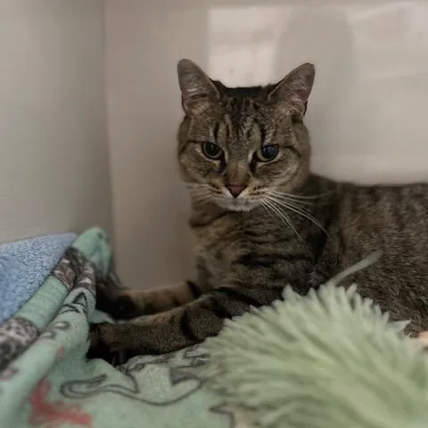 A young medium-sized female Tabby (Buff / Tan / Fawn) Domestic Short Hair cat named Mouse for adoption in East Brunswick, NJ