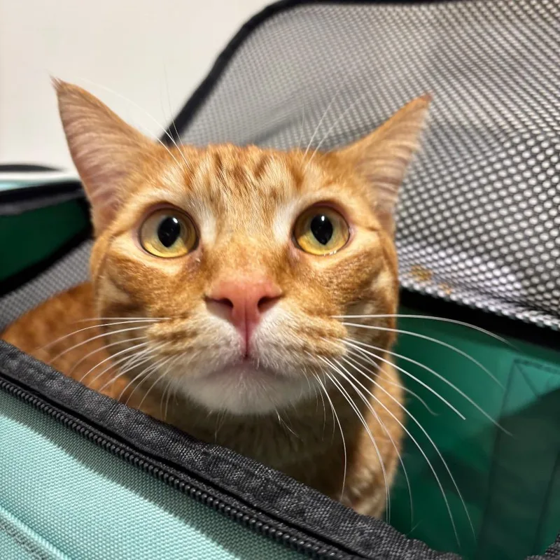 A young large-sized male Domestic Short Hair cat named Toulouse for adoption in Tampa, FL