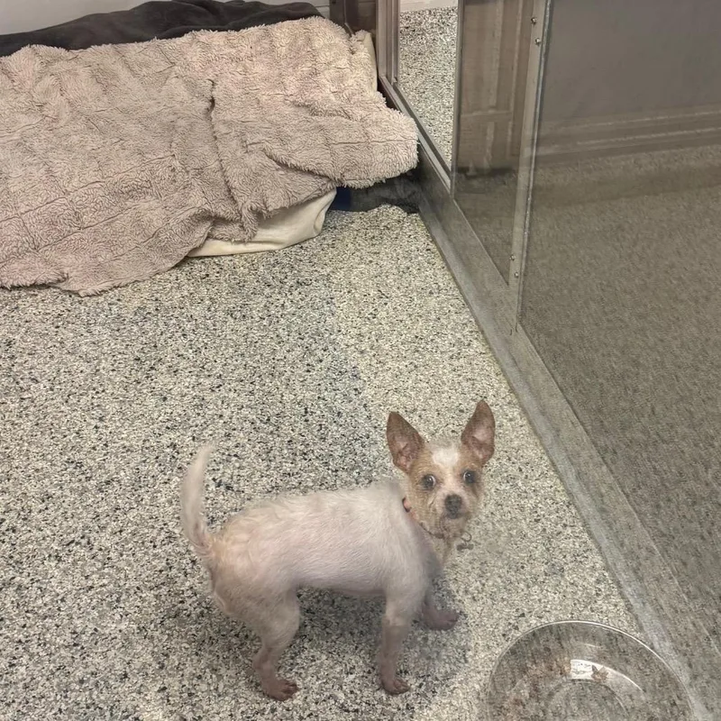 An adult small-sized female White / Cream Jack Russell Terrier dog named Secret for adoption in Newark, DE