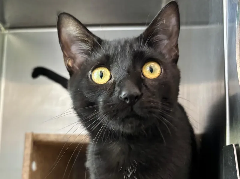 A baby small-sized male Domestic Short Hair cat named Bartok for adoption in Powell, OH