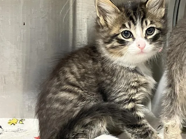 A baby small-sized male Domestic Medium Hair cat named Apricot for adoption in Tustin, CA
