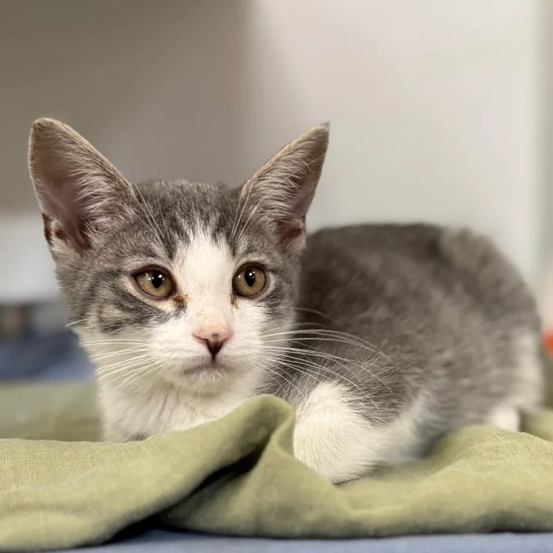 A baby small-sized female Gray / Blue / Silver Domestic Short Hair cat named Skinny Pop for adoption in Riverside, CA