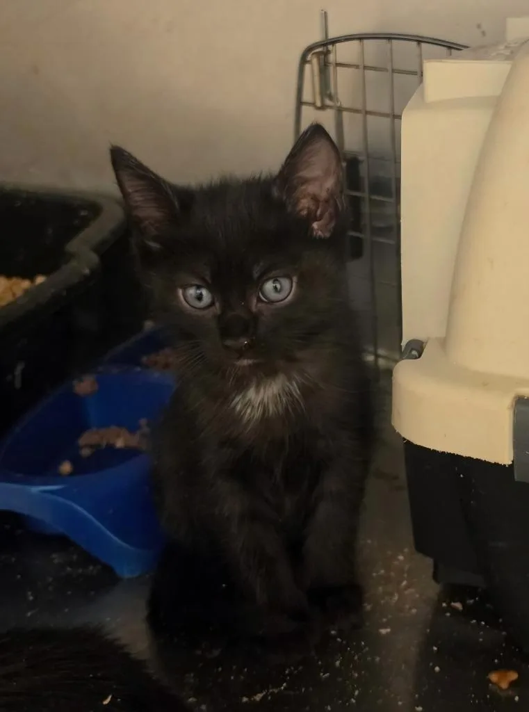 A baby small-sized female Domestic Short Hair cat named Tator for adoption in Bossier City, LA