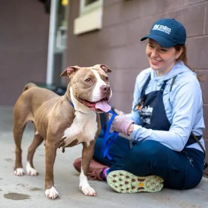 A senior large-sized female Mixed Breed dog named Polqui for adoption in Chamblee, GA