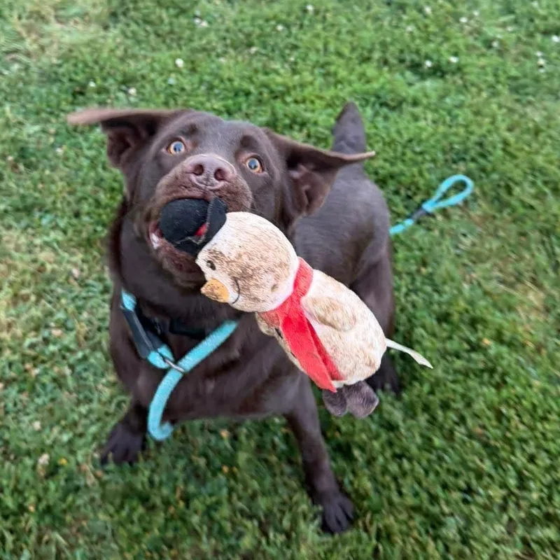 A young medium-sized male Brown / Chocolate Chocolate Labrador Retriever dog named Koda for adoption in Culpeper, VA
