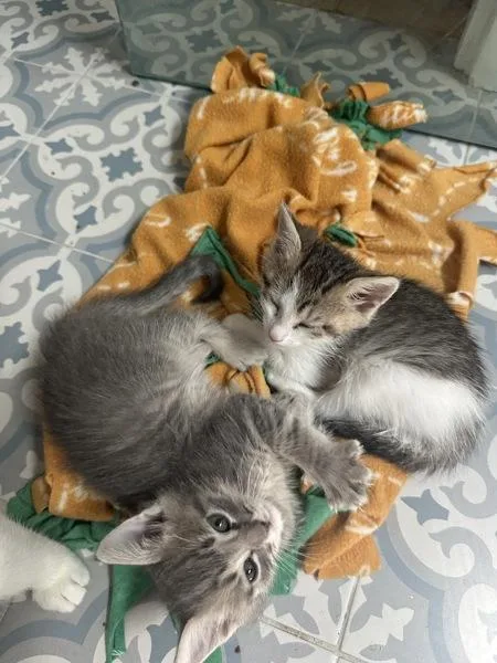 A baby small-sized male Domestic Short Hair cat named Comet for adoption in Austin, TX
