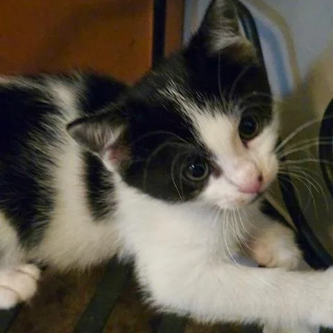 A baby small-sized female Domestic Short Hair cat named La Jolla for adoption in Woodstock, GA