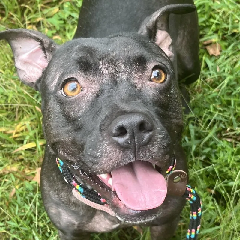 An adult medium-sized female Pit Bull Terrier dog named Montana for adoption in Chattanooga, TN