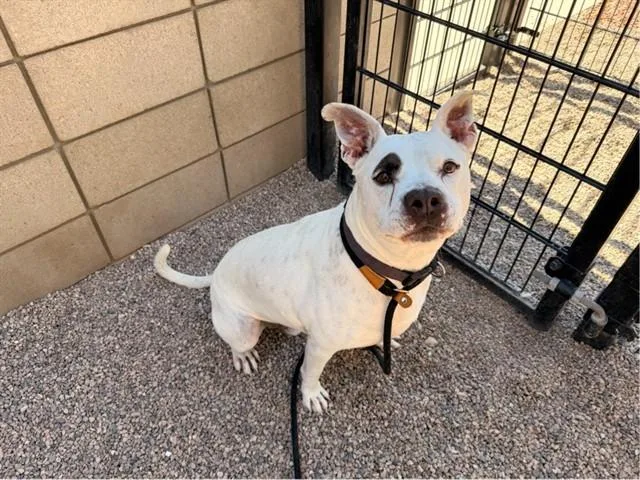 An adult large-sized male Pit Bull Terrier dog named Donovan for adoption in Mesa, AZ
