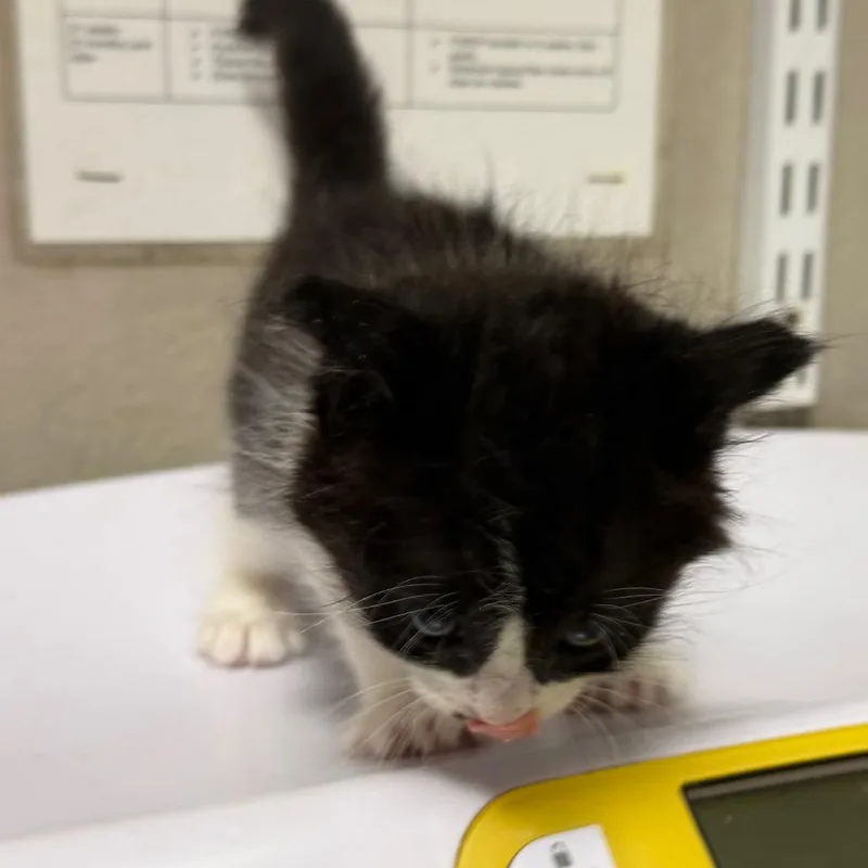 A baby small-sized male Black Domestic Short Hair cat named Vince for adoption in Yuma, AZ