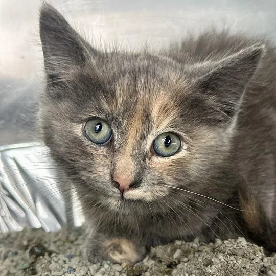 A baby small-sized female Gray / Blue / Silver Domestic Short Hair cat named Purple for adoption in Matteson, IL
