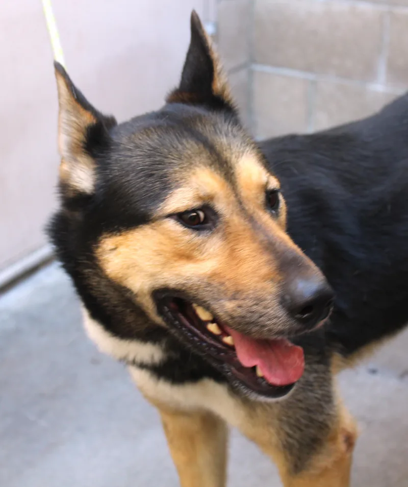 An adult medium-sized female Tricolor (Brown, Black, & White) German Shepherd Dog dog named Freja for adoption in Ventura, CA