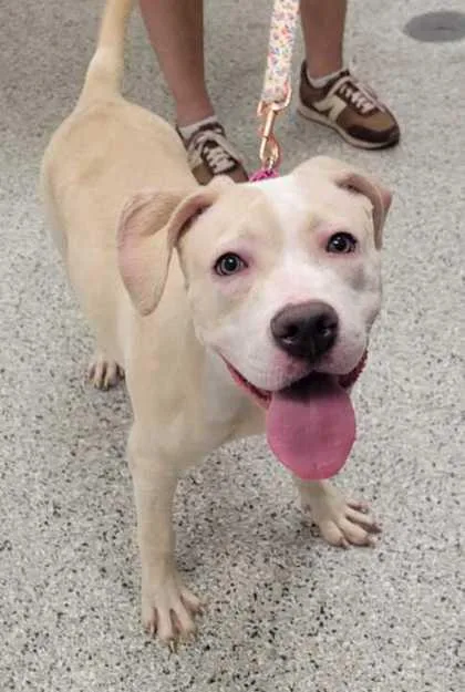 A baby large-sized female Yellow / Tan / Blond / Fawn Pit Bull Terrier dog named Elle for adoption in Kansas City, MO