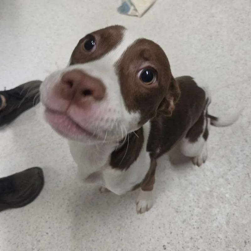 A young small-sized male Brown / Chocolate Mixed Breed dog named Pooh for adoption in Binghamton, NY