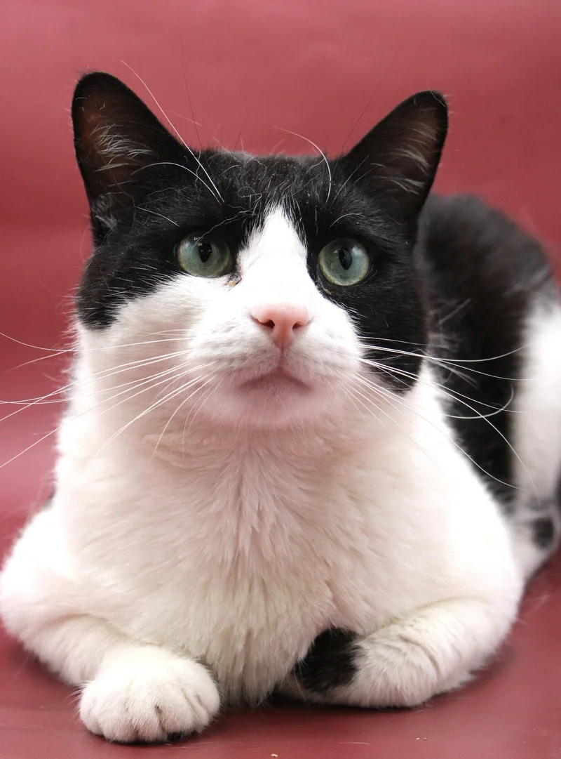An adult medium-sized male Black & White / Tuxedo Domestic Short Hair cat named Giovanni for adoption in Herndon, VA