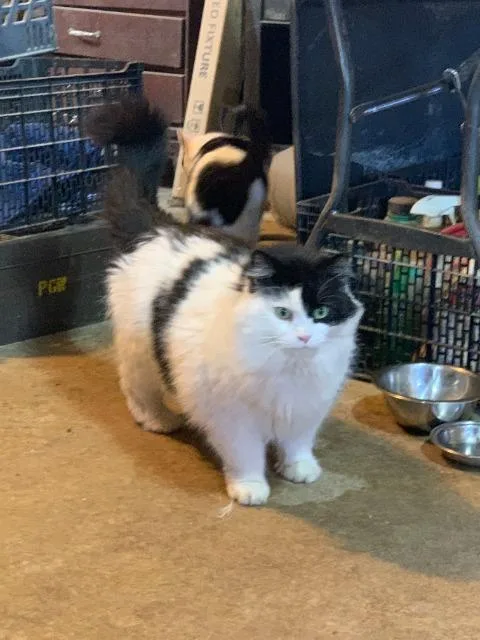 A senior large-sized male Domestic Short Hair cat named Hobbs for adoption in Auburn, IN