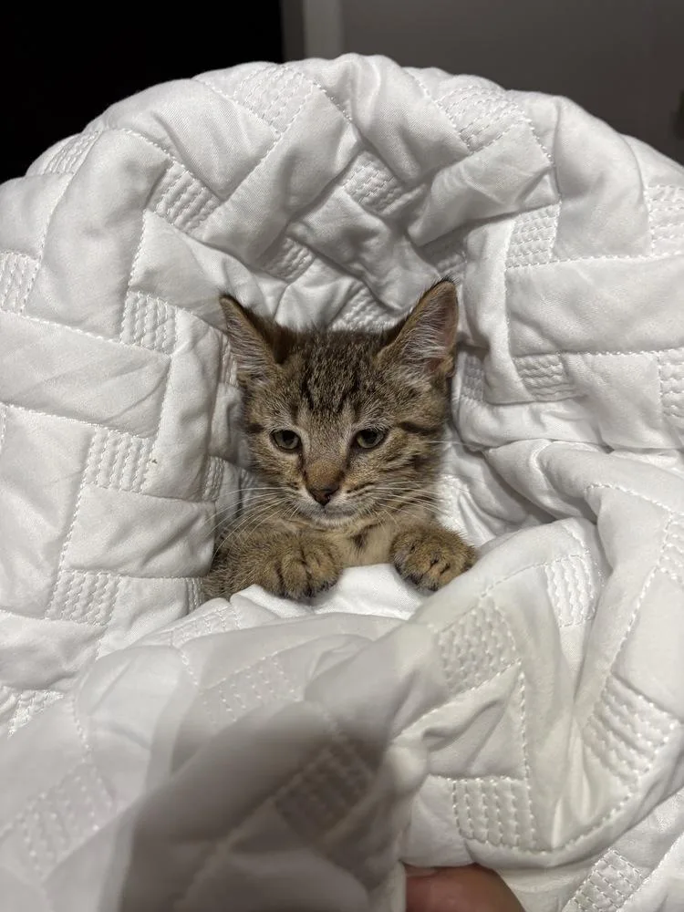 A baby small-sized male Gray / Blue / Silver Domestic Short Hair cat named Small Fry AKA Tate for adoption in Virginia Beach, VA