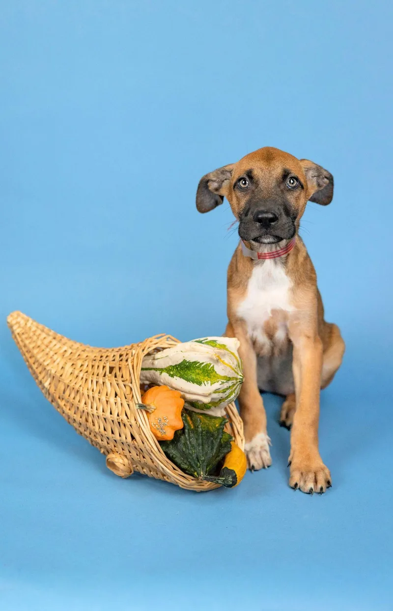 A baby medium-sized female Labrador Retriever dog named 822-26 for adoption in Brighton, CO