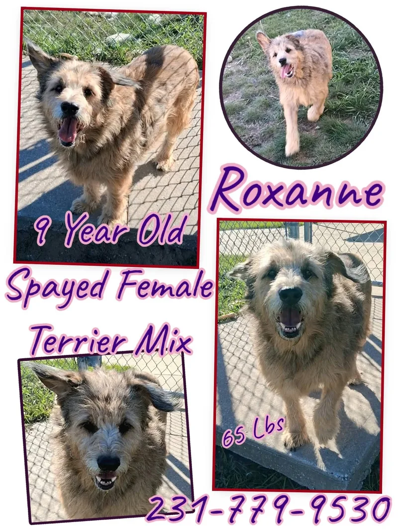A senior large-sized female Terrier dog named Roxanne for adoption in Cadillac, MI