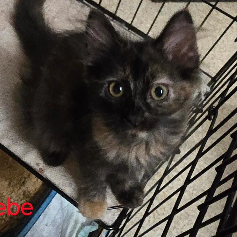 A baby small-sized female Tortoiseshell Domestic Long Hair cat named Phoebe for adoption in Grantsville, UT